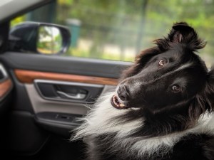 coche perro viajar