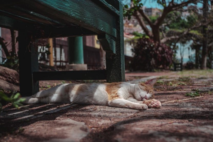 gato acalorado descansando