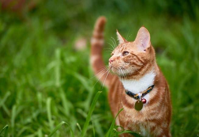 gato con collar en el cesped