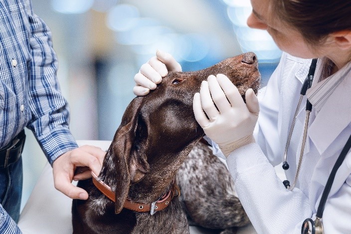 perro mirado por veterinario