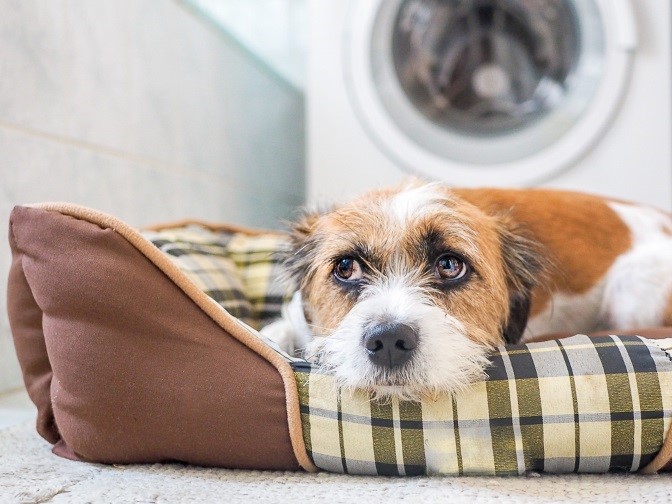 perro asustado en cama