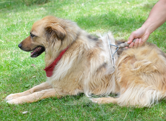 caída de pelo perro