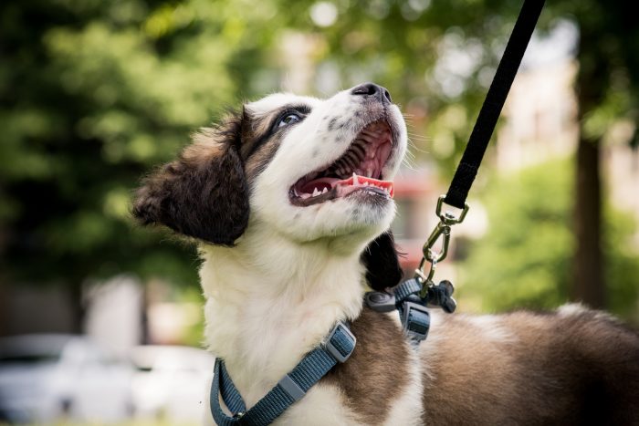 perro con collar