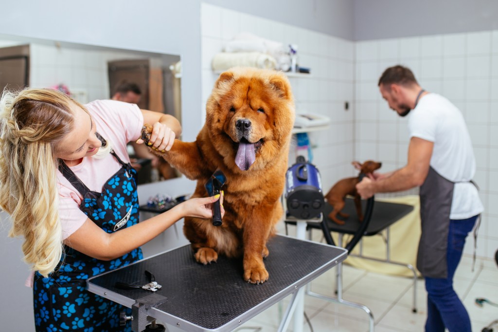 perro en la peluquería