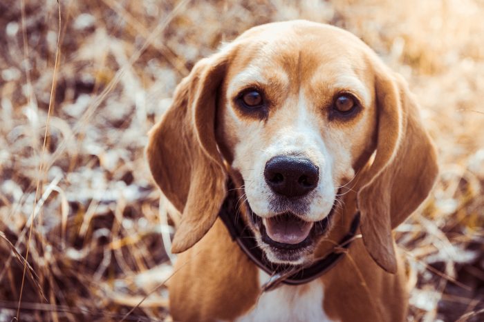 perro en el bosque