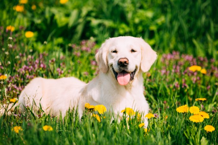 POR QUÉ A LOS PERROS LES ENCANTA EL SOL