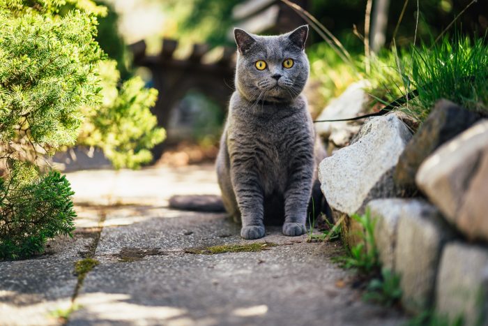 gato doméstico