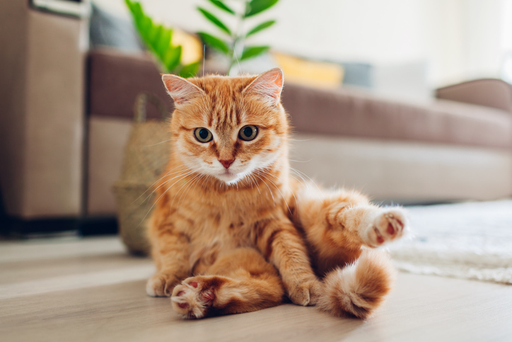 gato en el salón