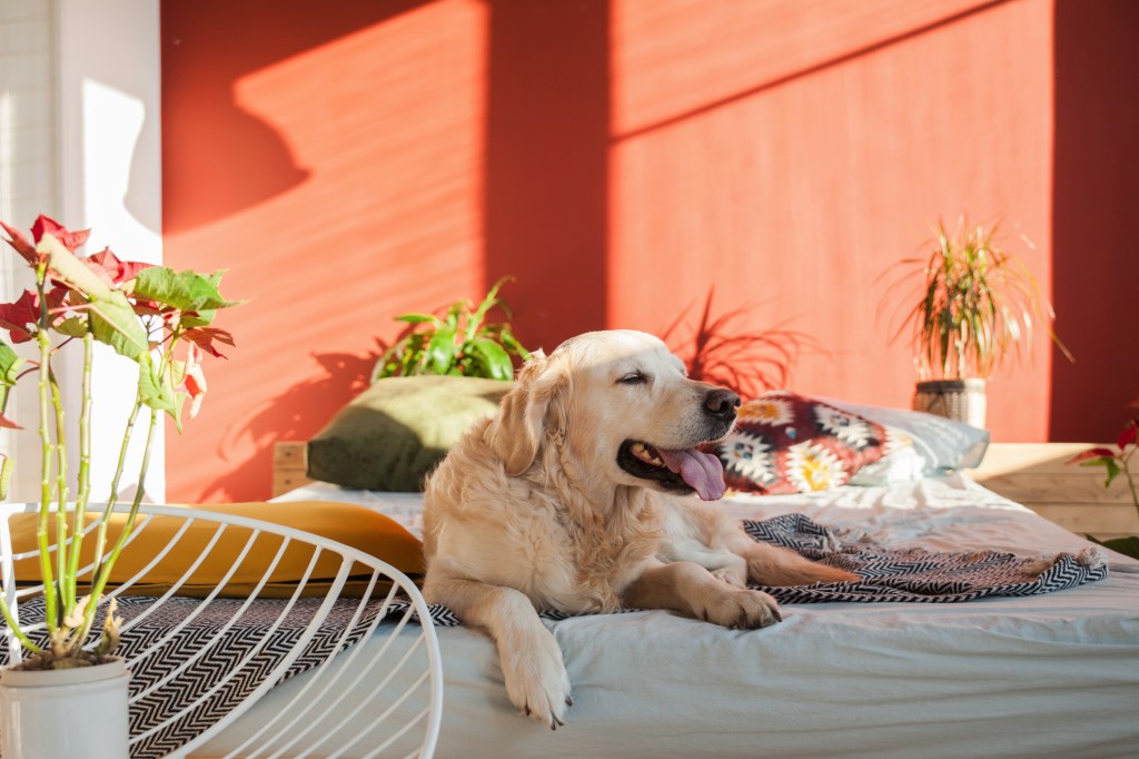 perro descansa en una cama en el jardín