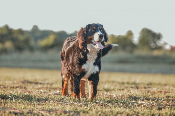 perro en la hierba