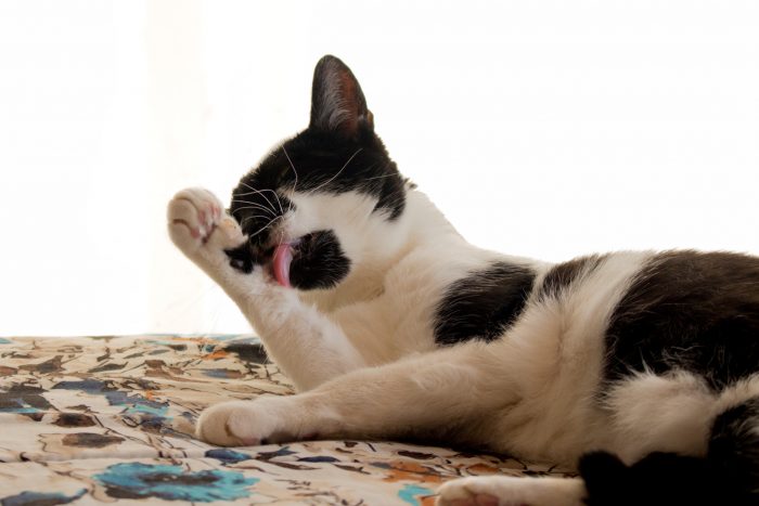 bolas de pelo en gatos