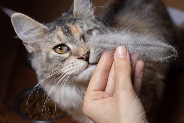 gato mira su pelaje