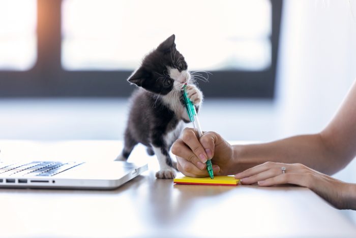 gato muerde bolígrafo