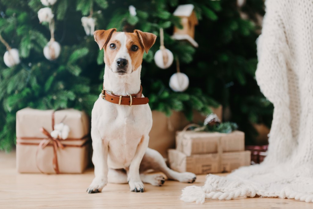 perro con regalos