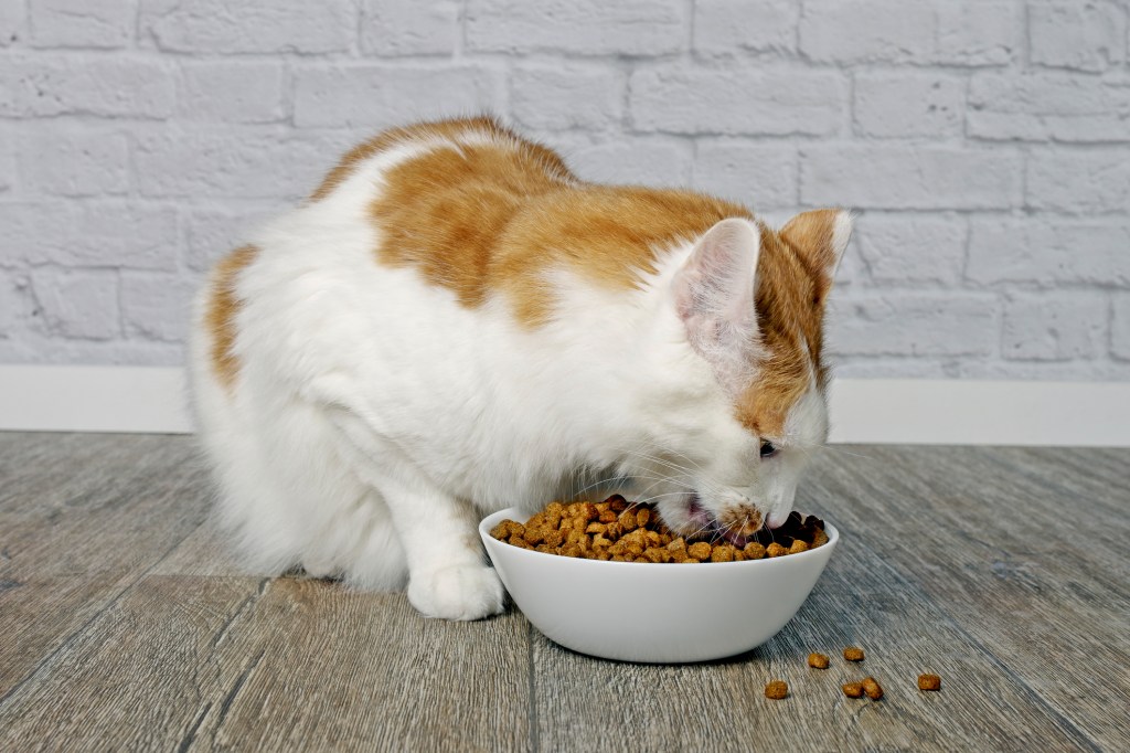 gato comiendo de bol