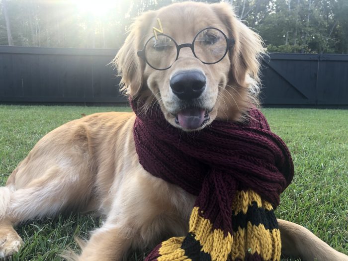 perro harry potter