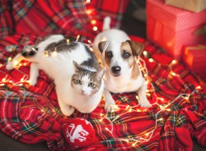 mascotas en navidad