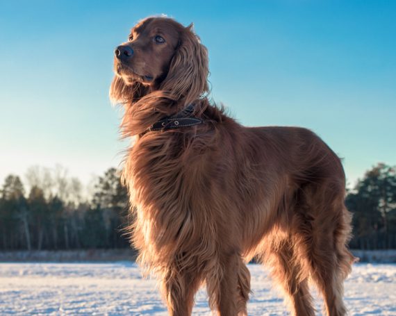 perro caída de pelo