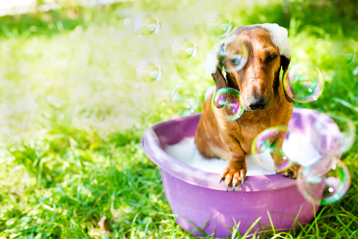 baño perro salchicha