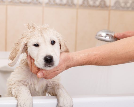 baño perro blanco