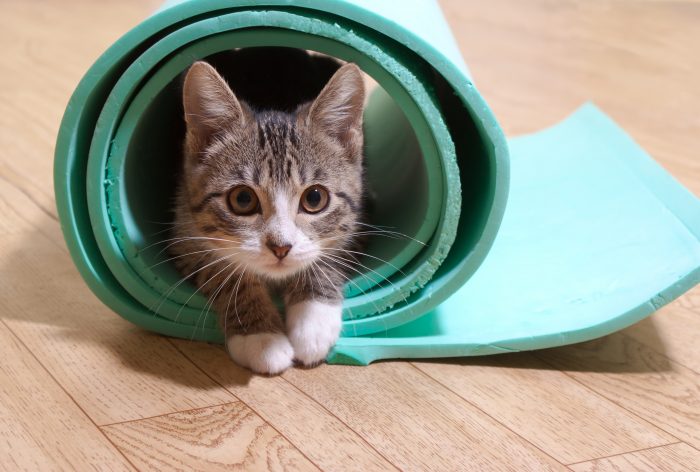 yoga gatos