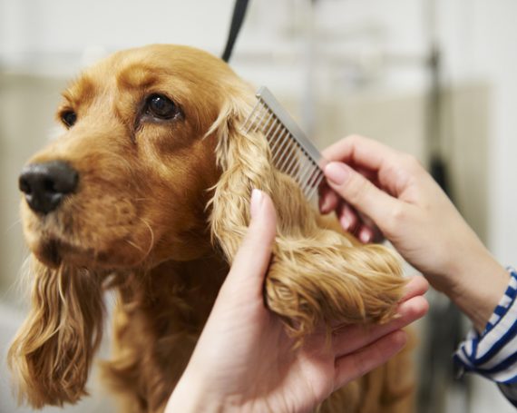 prevenir caída de pelo