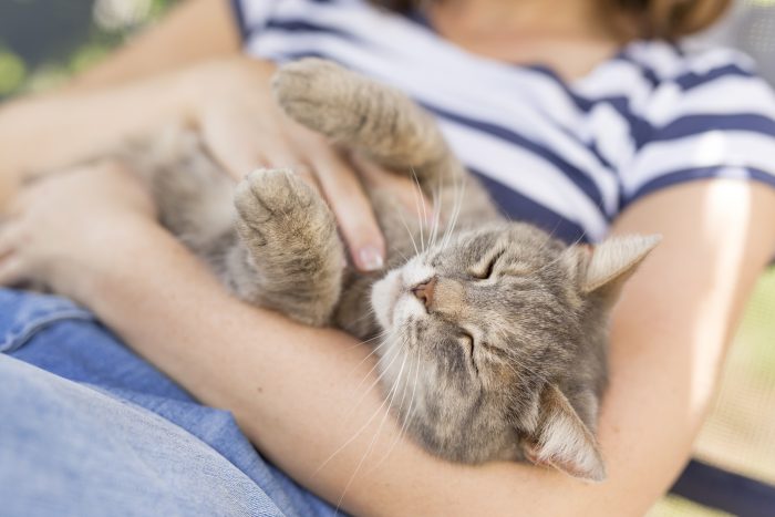 gato acariciado por mujer