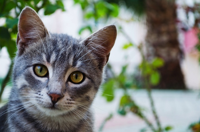 celo gato que nos mira