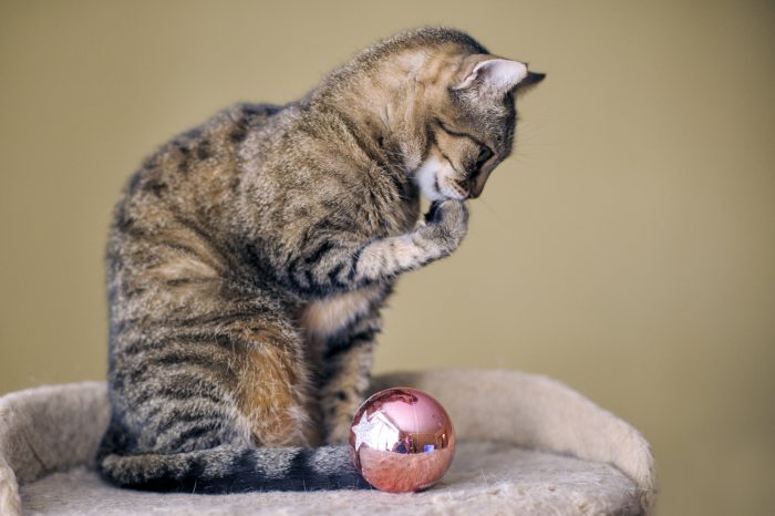 gato con bola de navidad