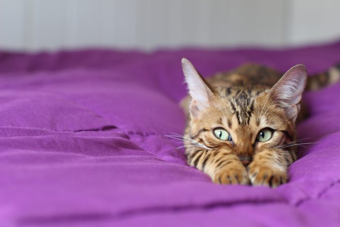 gato tumbado en la cama