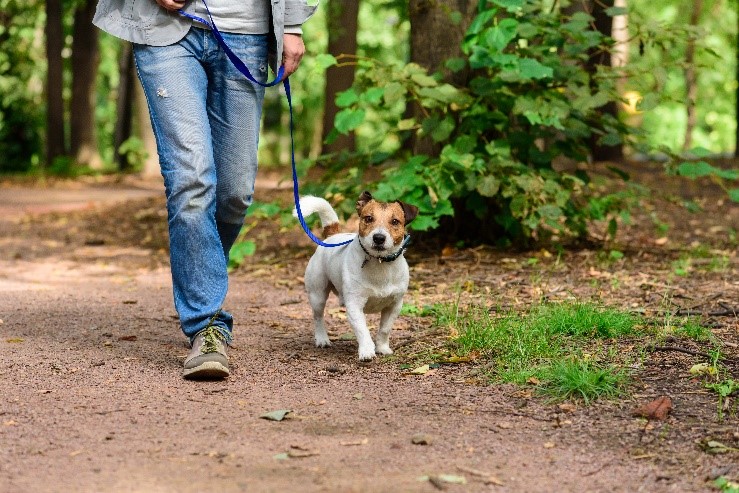 beneficios pasear perro