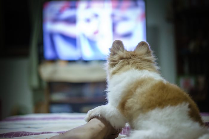 películas para mascotas