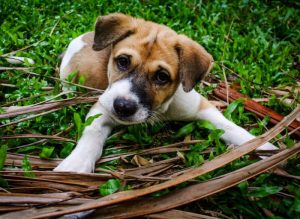 parvovirus cachorro