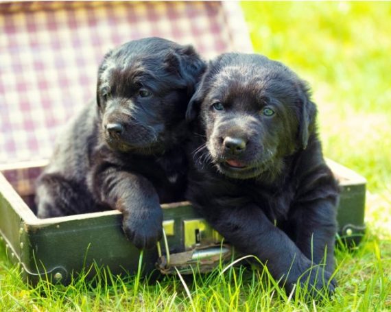 parvovirus cahorros