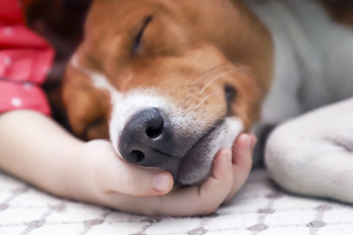 perro duerme con una mano humana