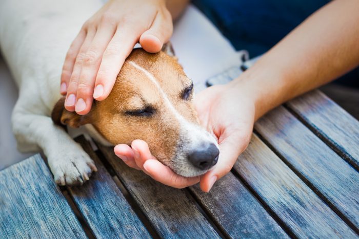 perro acariciado por su dueño