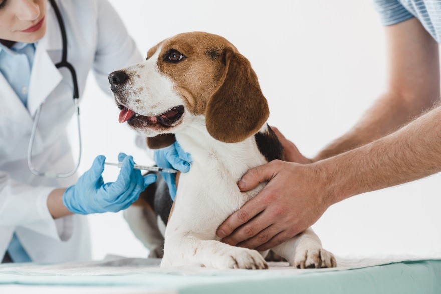 perro beagle veterinario