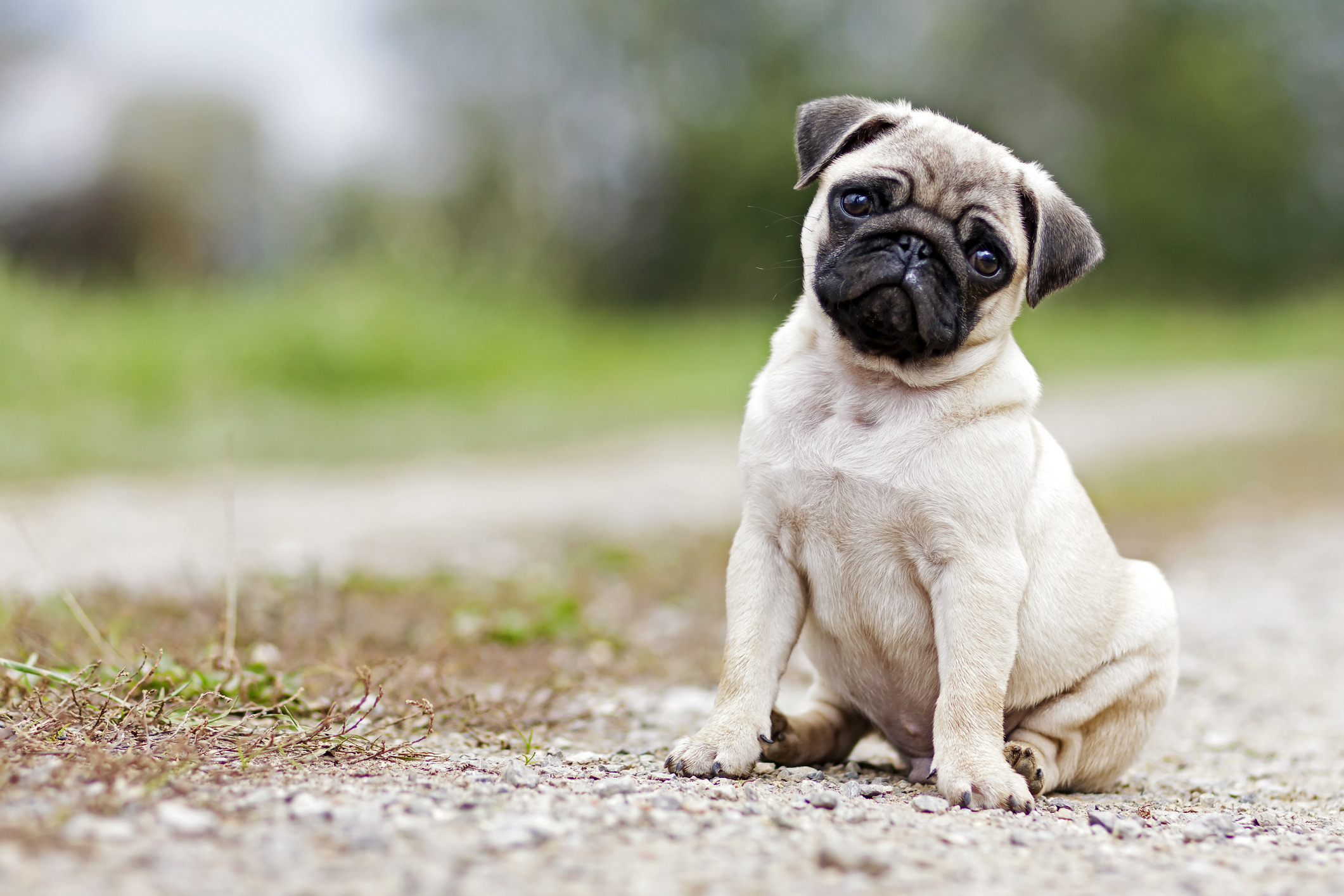 cachorro pug