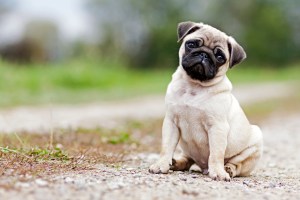 cachorro pug