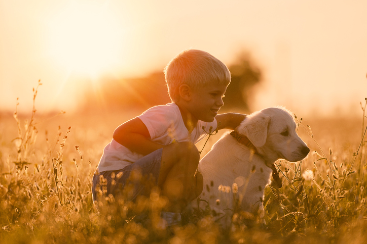 labradores retriever y niño