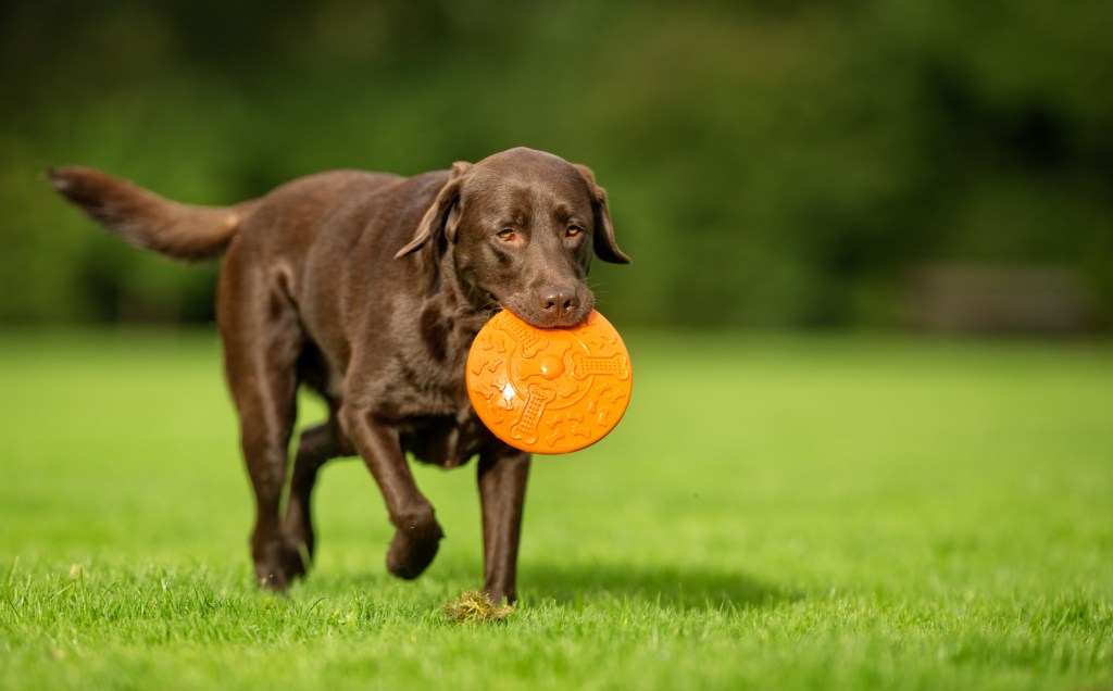 labradores retriever y disco