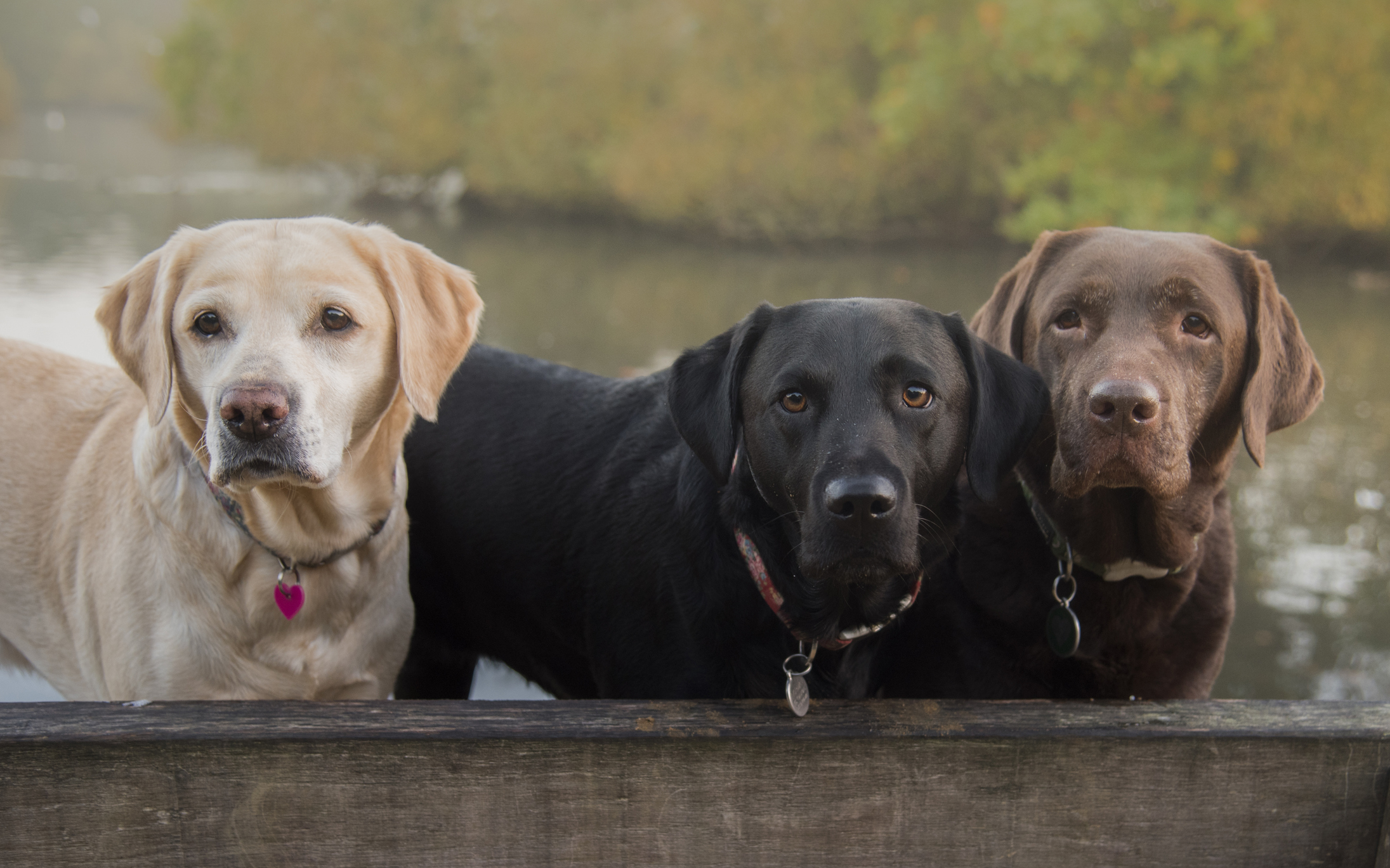 perros hermanos