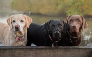 perros hermanos