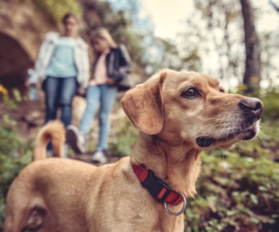 perro en el bosque con dos mujeres