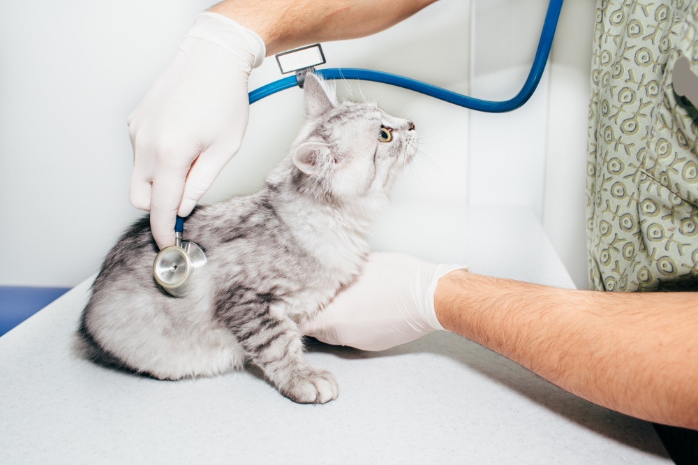 gato auscultado en el veterinario