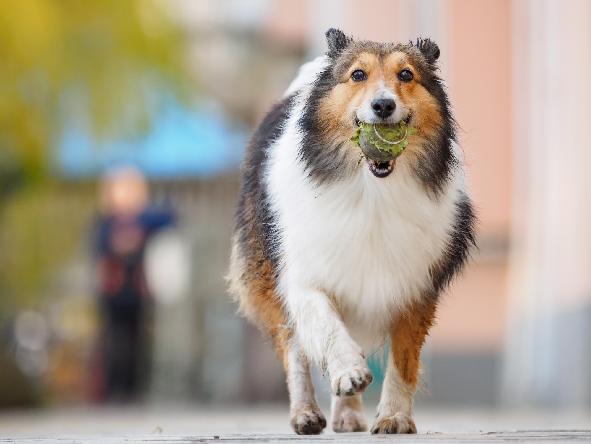 juguetes para perro