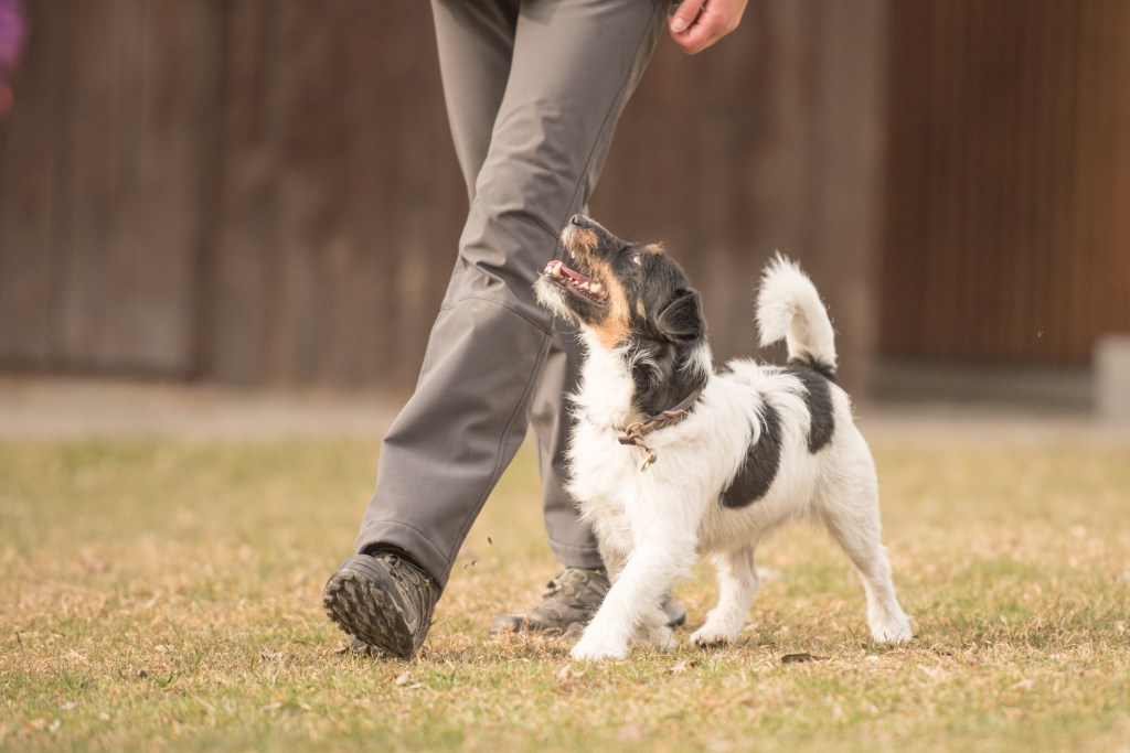 adiestramiento perro pequeño