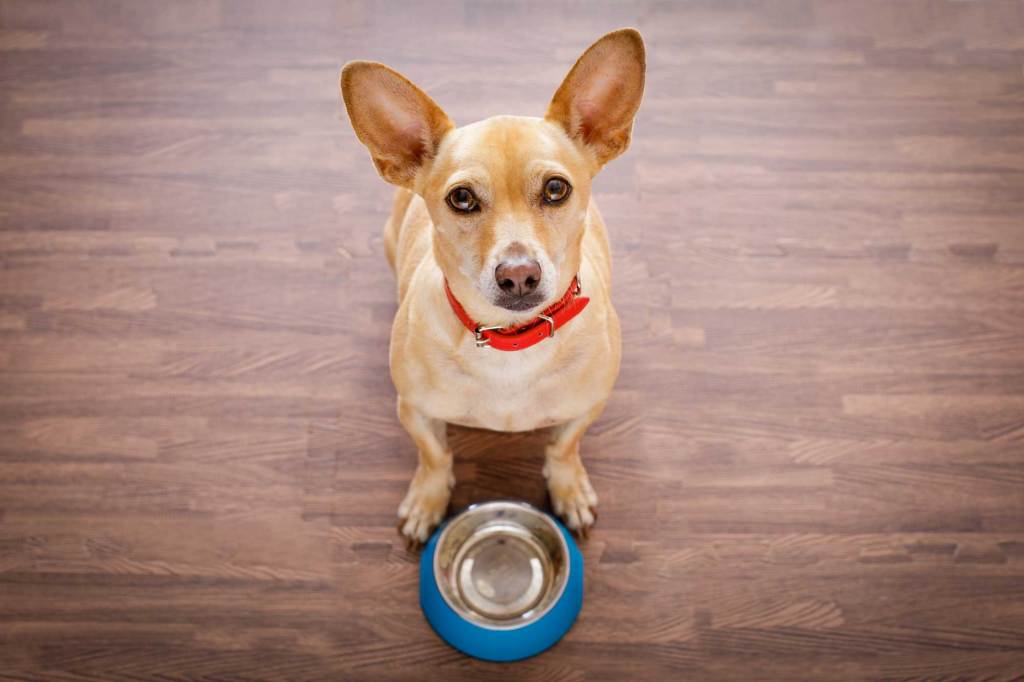 formas de alimentar al cachorro