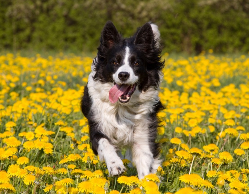 Border Collie en la hierba corre