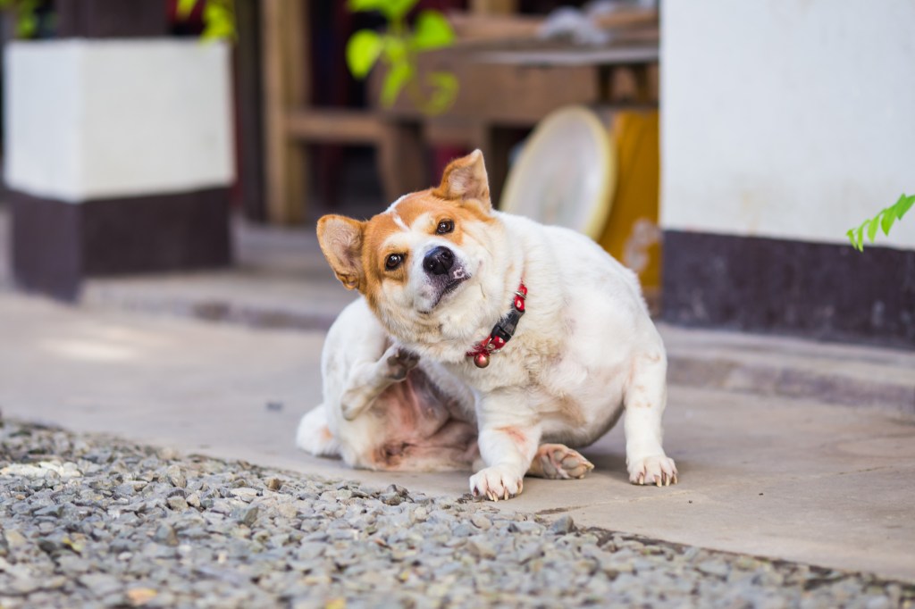 parasitos en perros